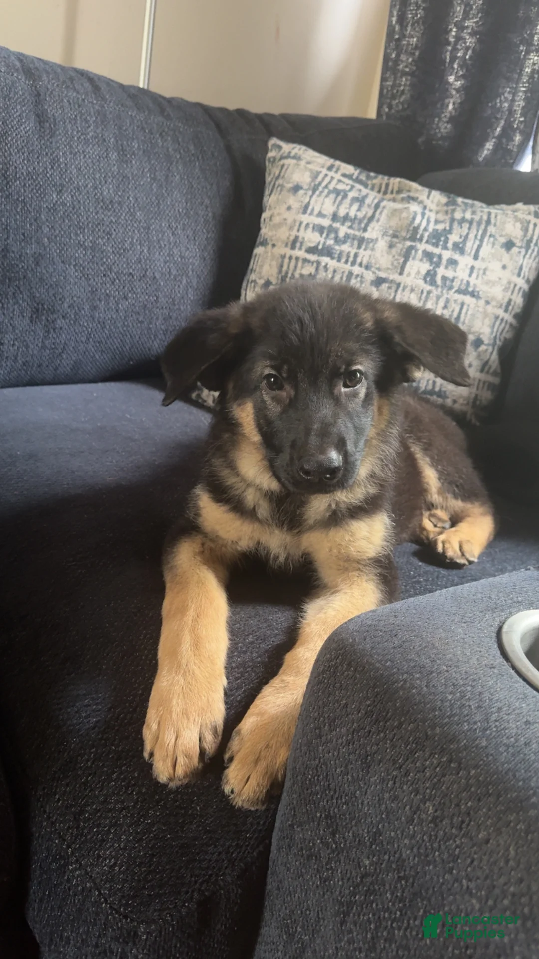 German Shepherd dogs for sale: German Shepherd 💚 Collar  - Ad 2