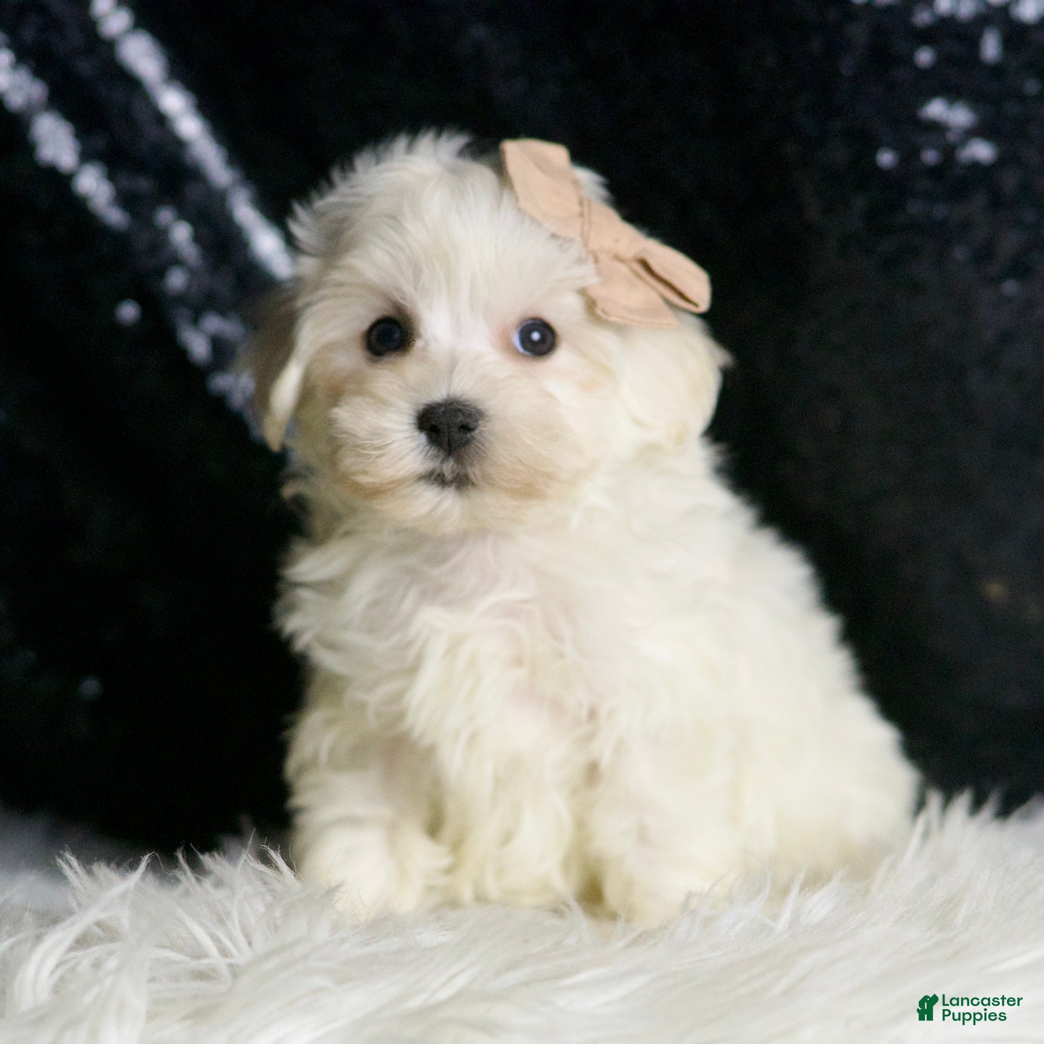 Maltipoo dogs Cloudpuff - Ad 20