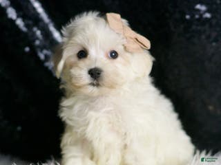 Maltipoo dogs Cloudpuff - Ad 34
