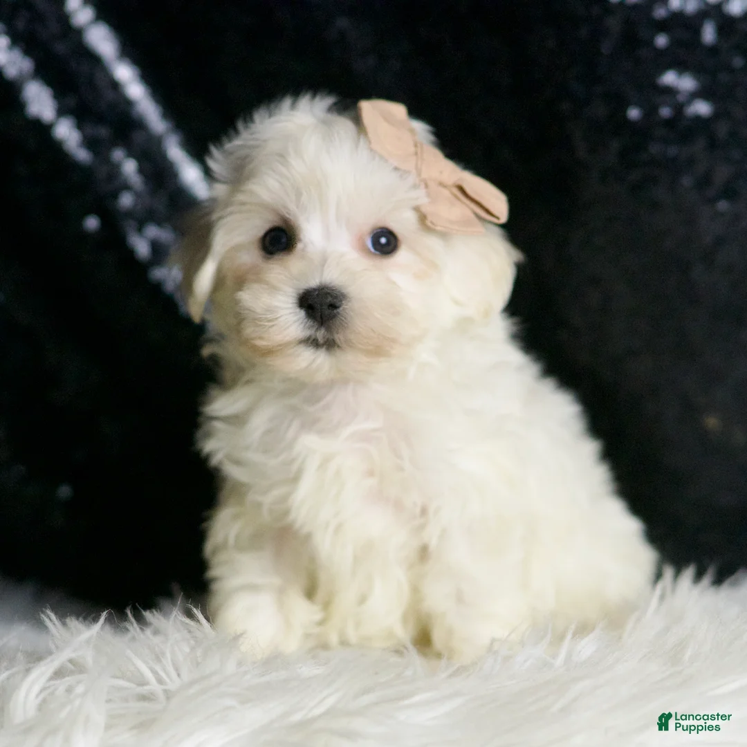 Maltipoo dogs for sale: Cloudpuff - Ad 1