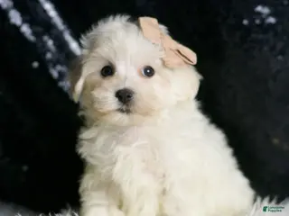 Maltipoo dogs Cloudpuff - Ad 33