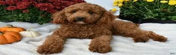 Cavapoo dogs for sale: Teddy  - Ad 6