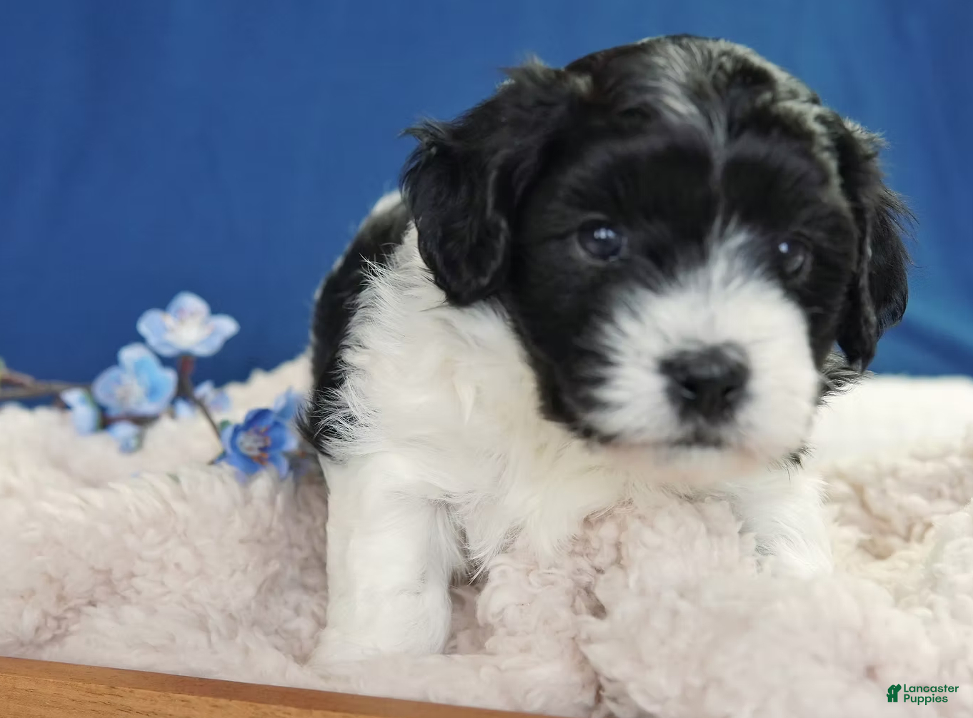 Coton De Tulear dogs Marshall - Ad 1