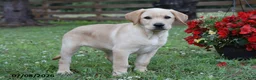 Labrador Retriever dogs for sale: Marlo - Ad 2