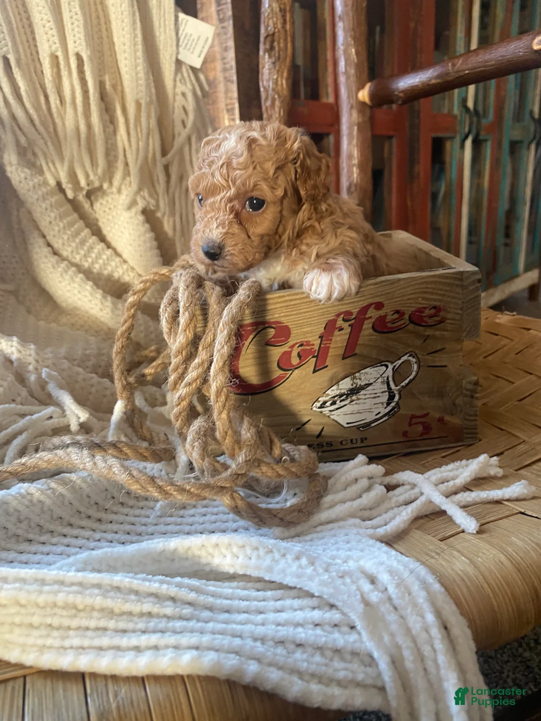 Toy Poodle dogs for sale: SWEET ROWAN - Ad 8