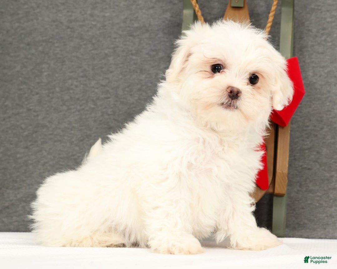 Teddy Bear dogs for sale: Faith - Ad 6