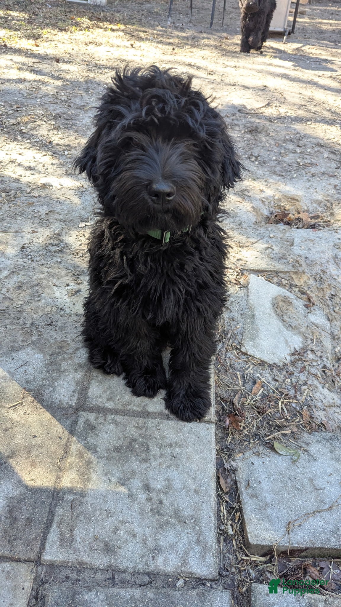 Whoodle dogs Green - Ad 1