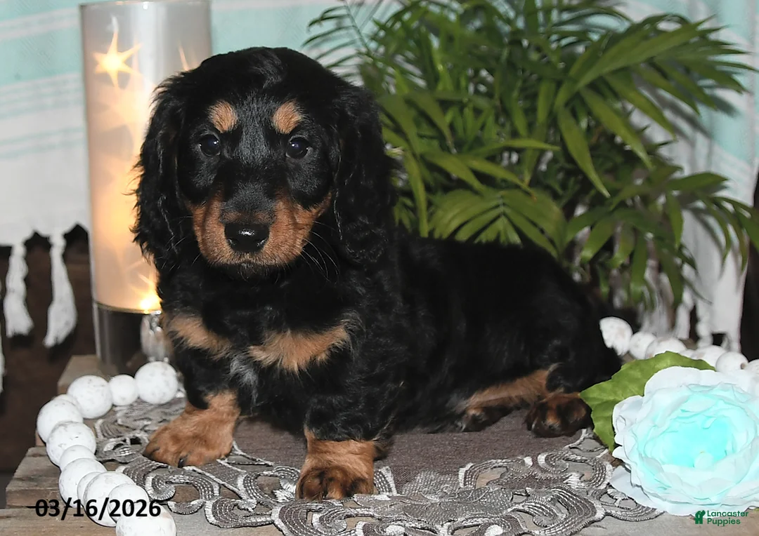Dachshund dogs for sale: Revan - Ad 1