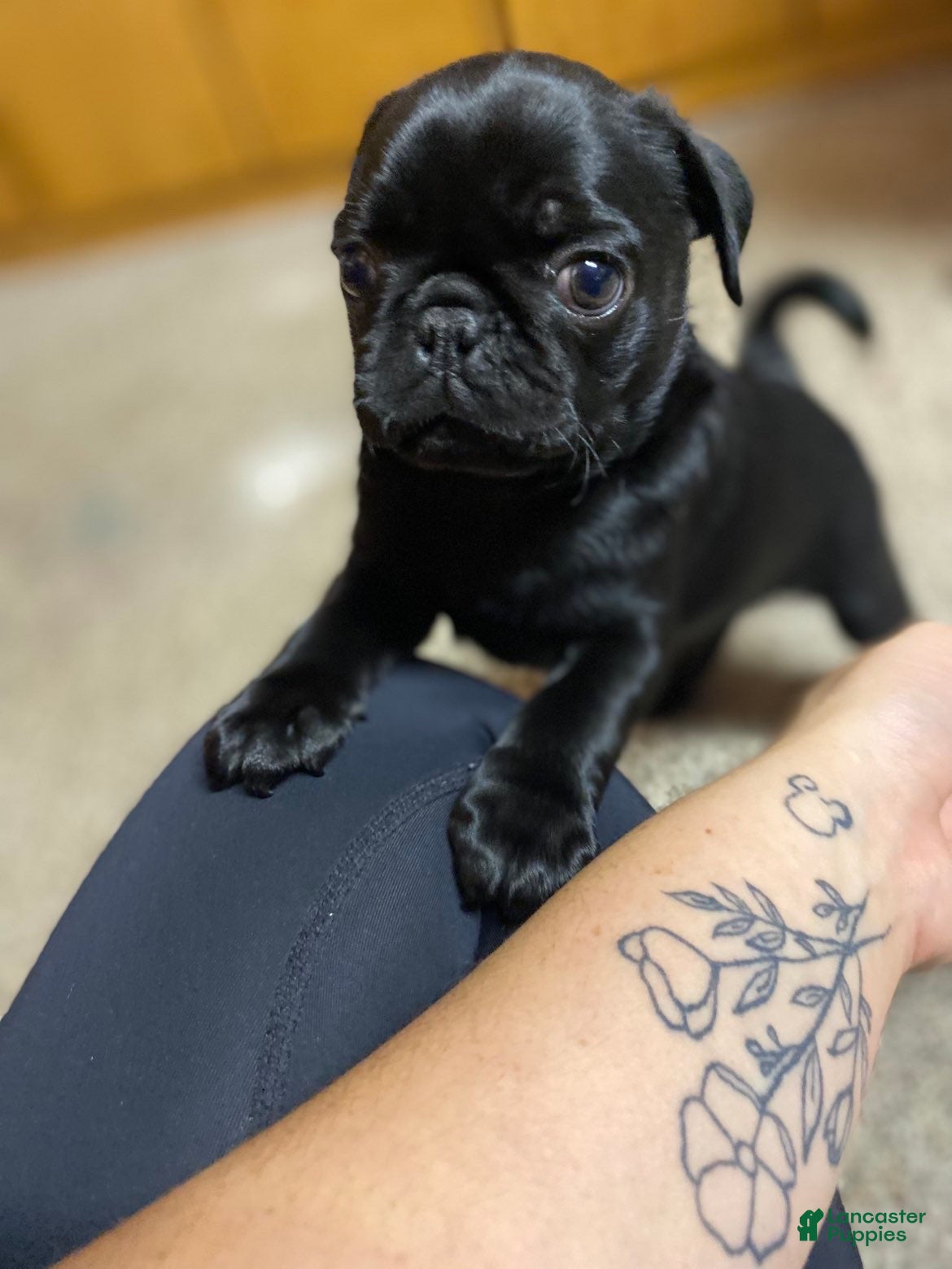 Pug dogs for sale: Pug 2 - Ad 38