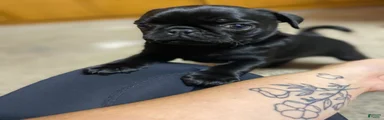 Pug 2