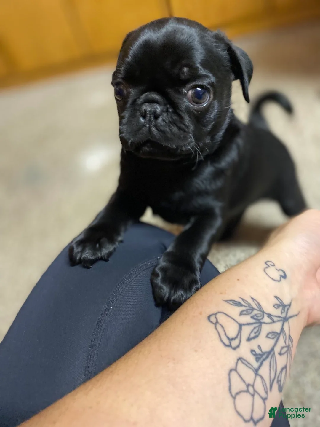 Pug dogs for sale: Pug 2 - Ad 1