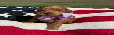 Mini Goldendoodle 5