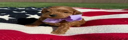 Mini Goldendoodle dogs for sale: Mini Goldendoodle 5 - Ad 1