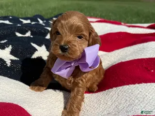 Mini Goldendoodle dogs Mini Goldendoodle 5 - Ad 17