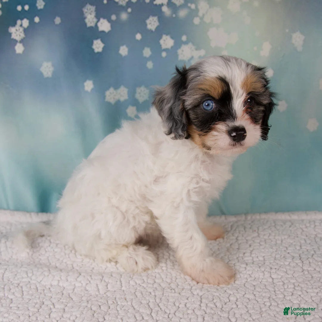 Cavapoo dogs for sale: Mia - Ad 2