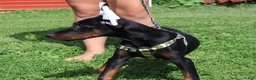 Doberman Pinscher dogs for sale: Doberman Pinscher 2 - Ad 12