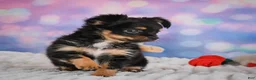 Chihuahua dogs for sale: Elvis - Ad 6