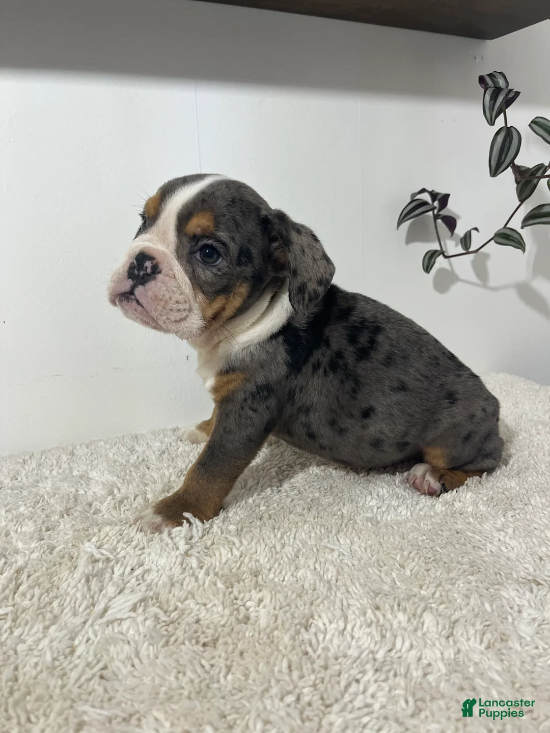 English Bulldog dogs for sale: Max - Ad 7