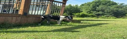 Great Dane dogs for sale: Harley - Ad 5