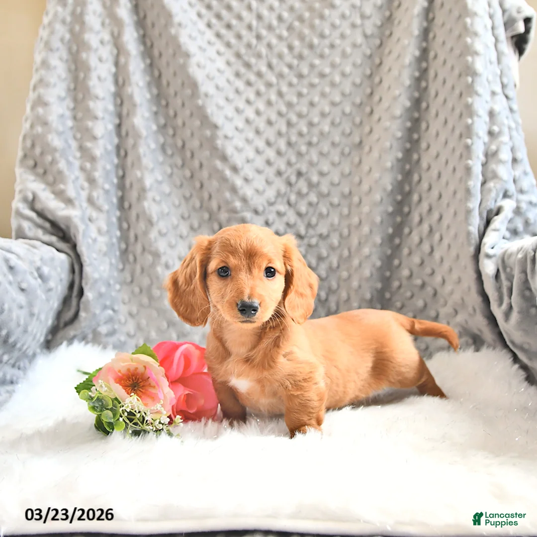 Miniature Dachshund dogs for sale: Anika - Ad 1