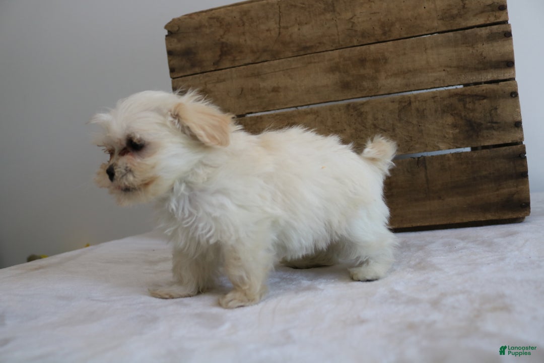Maltipoo dogs for sale: Keera - Ad 7