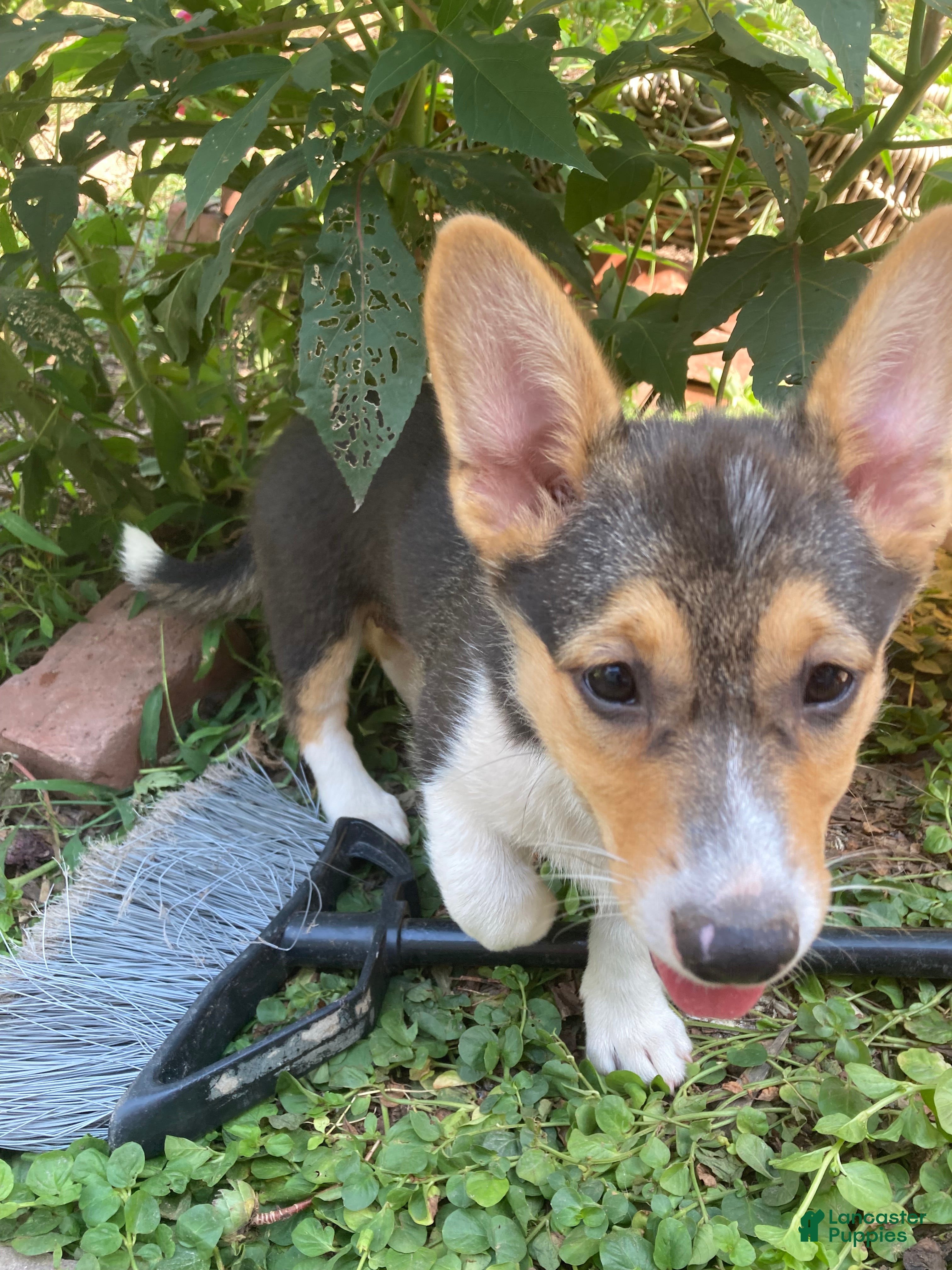 Welsh Corgi Pembroke dogs for sale: Jessica  - Ad 1