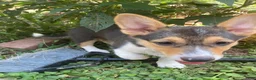 Welsh Corgi Pembroke dogs for sale: Jessica  - Ad 1