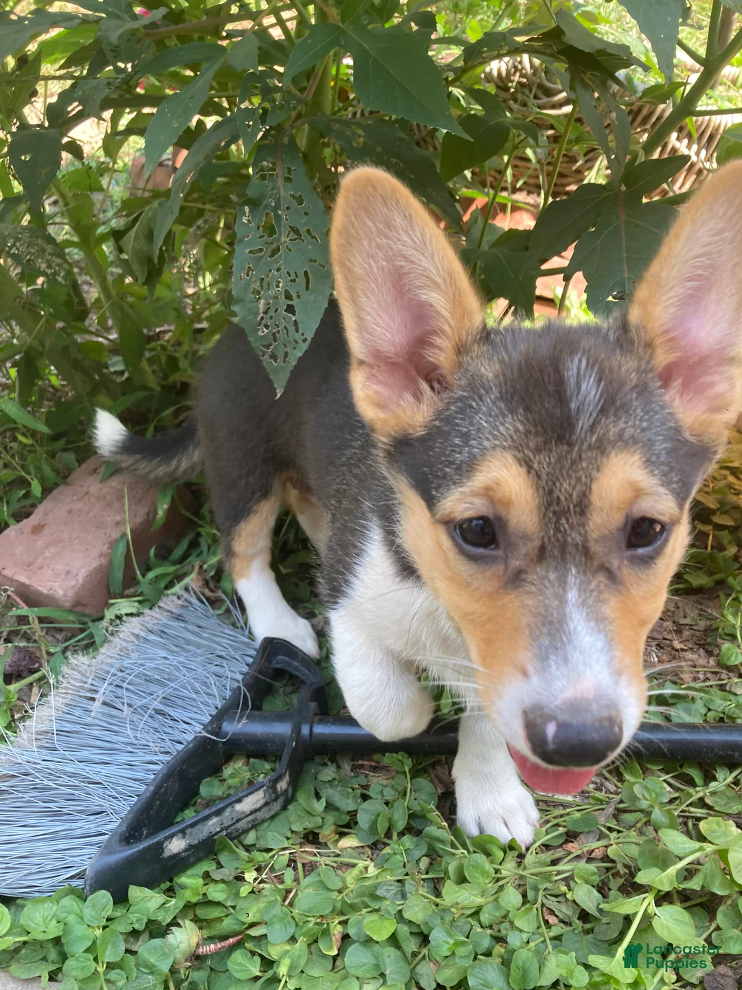 Welsh Corgi Pembroke dogs for sale: Jessica  - Ad 1
