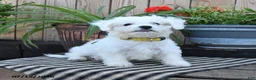 Mixed Breed dogs for sale: Erik - Ad 5