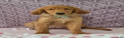 Golden Retriever dogs for sale: Bethany - Ad 3