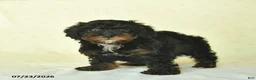 Miniature Poodle dogs for sale: Qowan  - Ad 3
