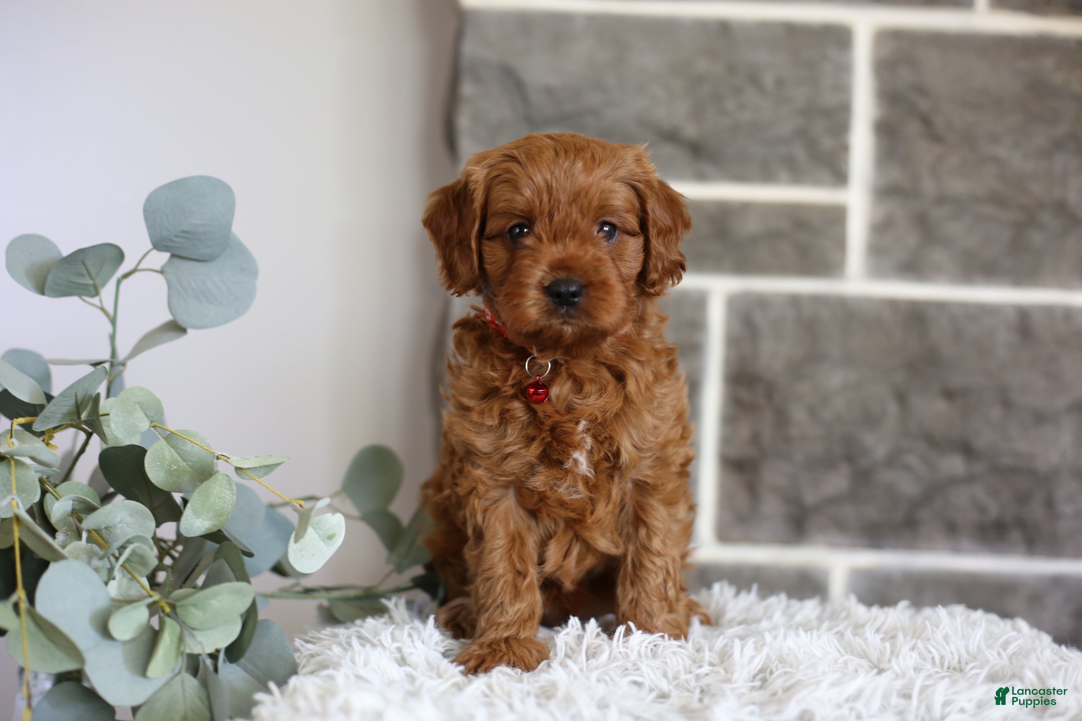 Cavapoo dogs Solly  - Ad 1
