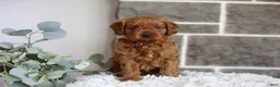 Cavapoo dogs for sale: Solly  - Ad 1