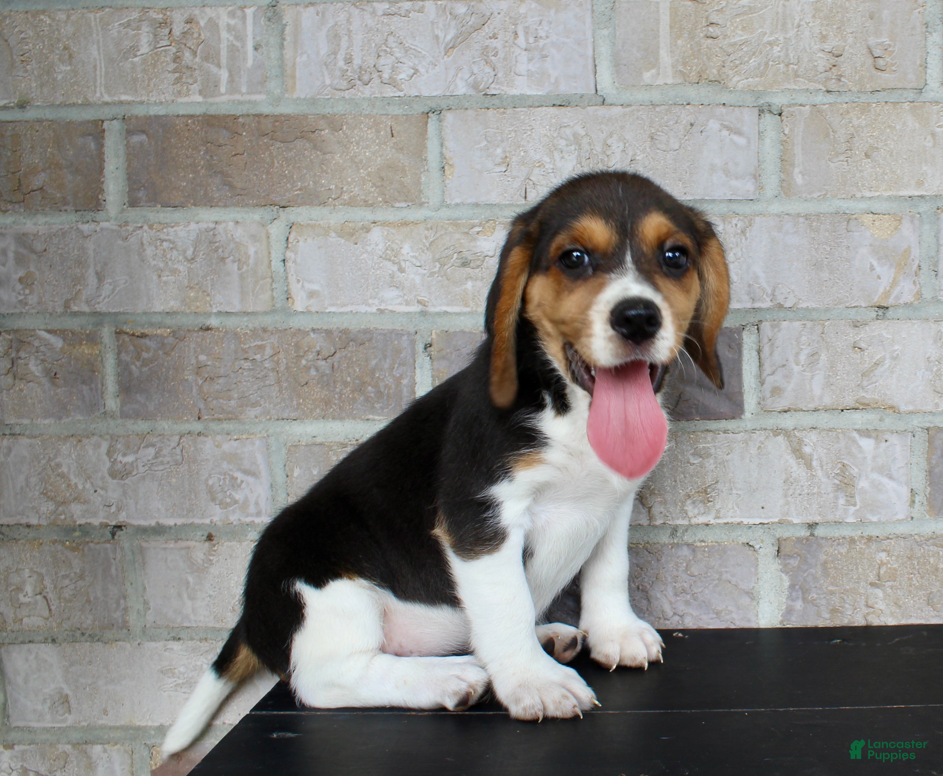 Beagle dogs Blossom  - Ad 1