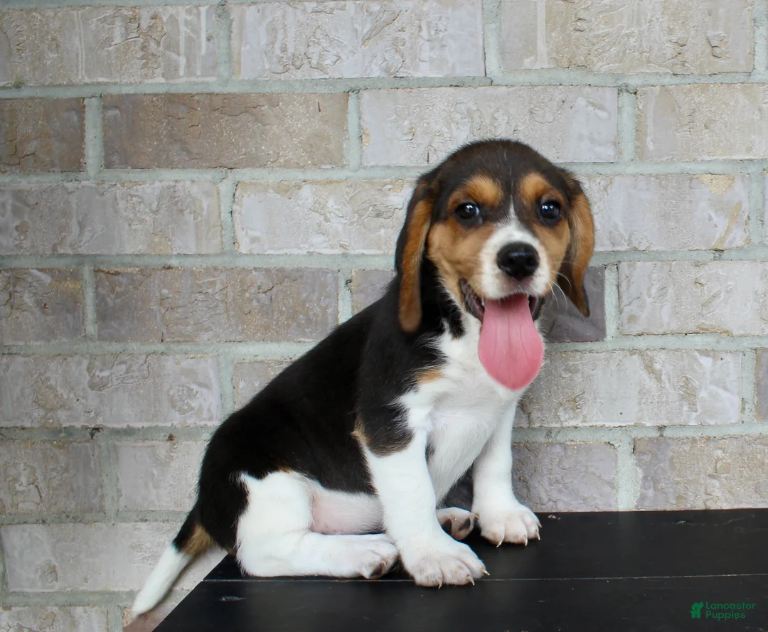 Beagle dogs for sale: Blossom  - Ad 1