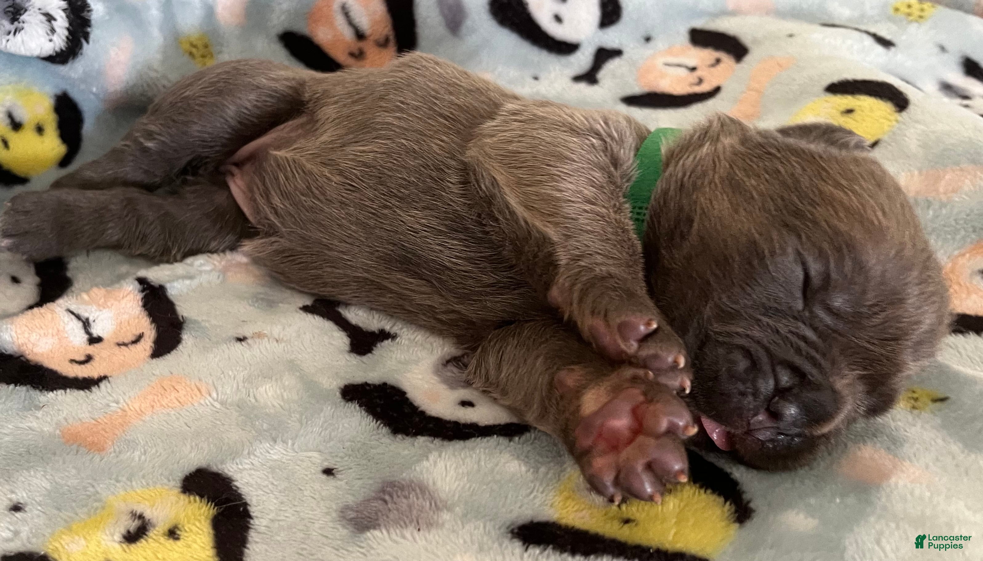 Cane Corso dogs for sale: Orange collar - Ad 13