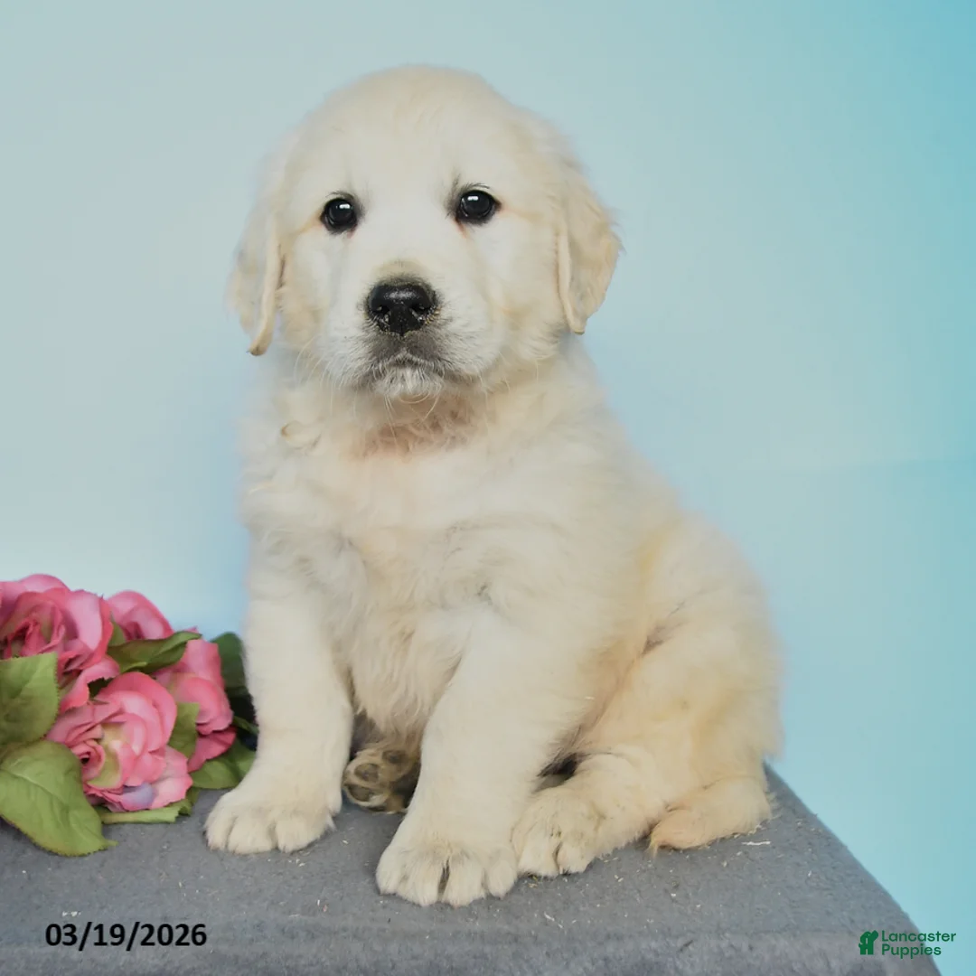 Golden Retriever dogs for sale: Duke - Ad 3