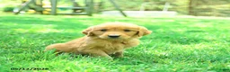 Golden Retriever dogs for sale: Pogo - Ad 3
