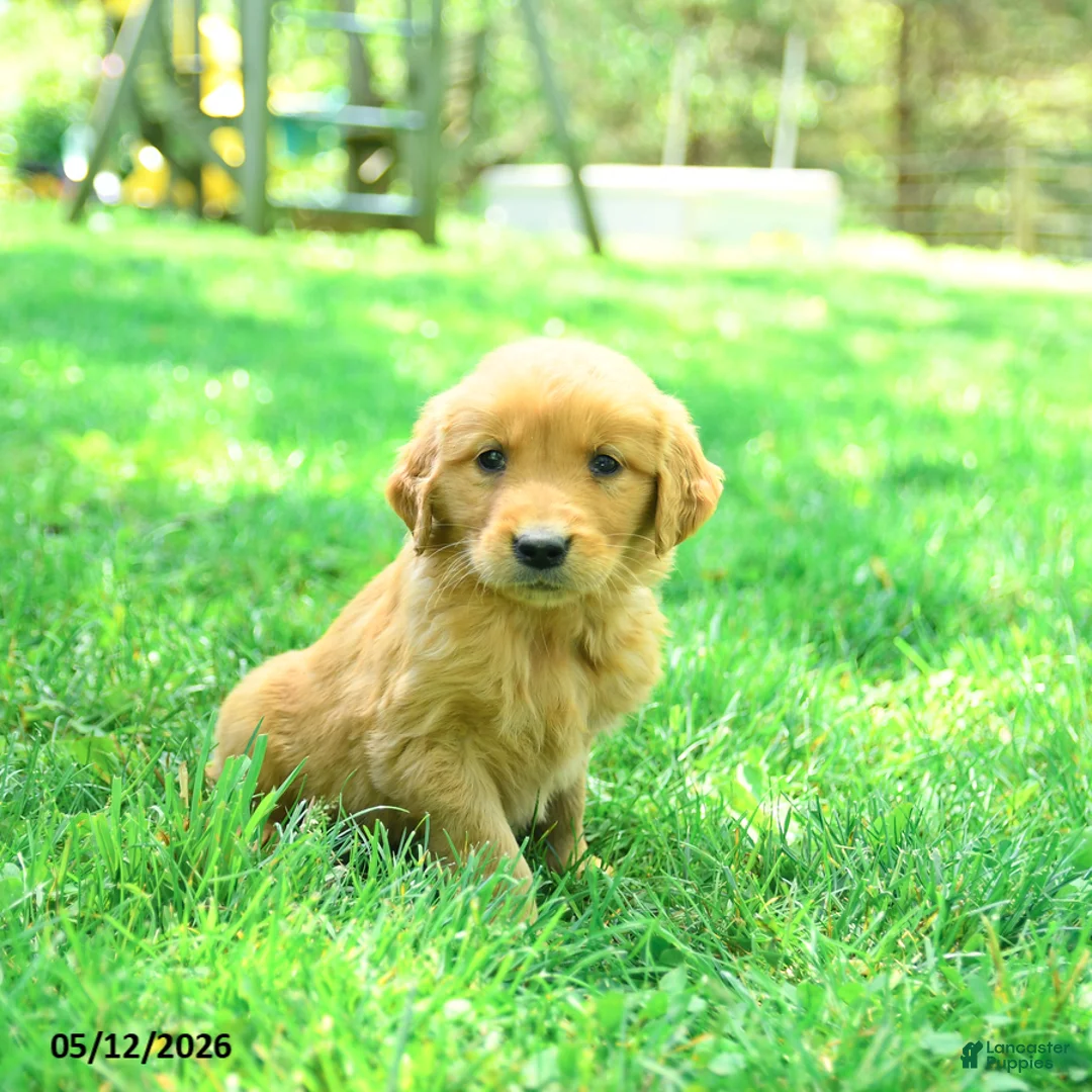 Golden Retriever dogs for sale: Pogo - Ad 3