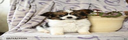 Papillon dogs for sale: Emily - Ad 5