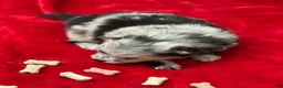 Pomeranian dogs for sale: Blue/Black Merle 4weeks  - Ad 8