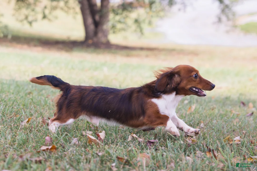 Miniature Dachshund dogs for sale: Bratwurst McSniffington - Ad 9