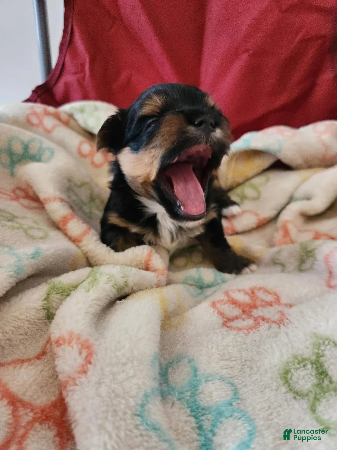Yorkshire Terrier dogs for sale: Yorkshire Terrier 1 - Ad 1