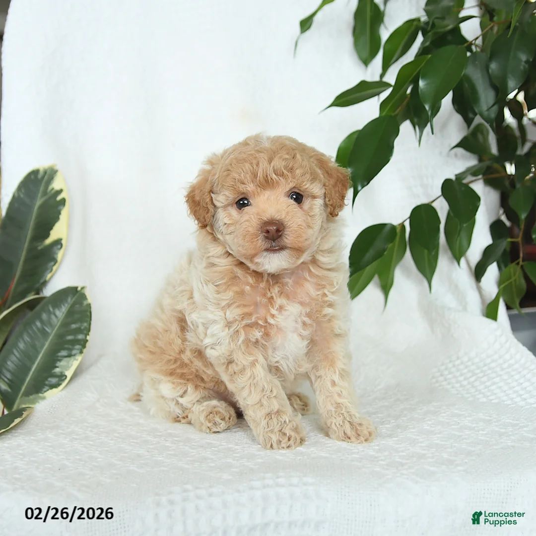 Miniature Poodle dogs for sale: Sunny   - Ad 3