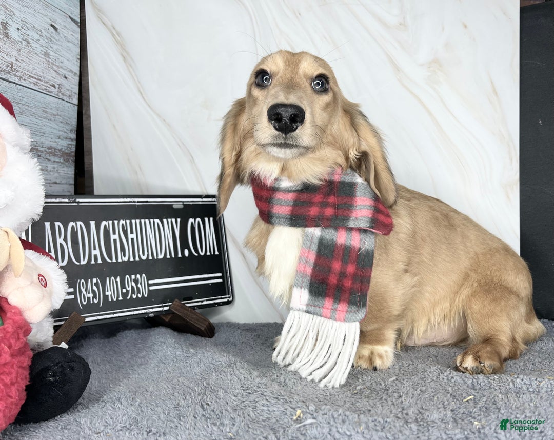 Miniature Dachshund dogs for sale: Cream dapple - Ad 13