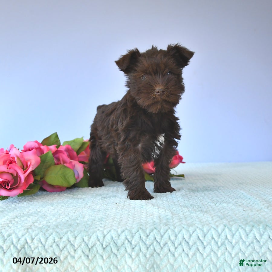 Miniature Schnauzer dogs Tulip - Ad 1