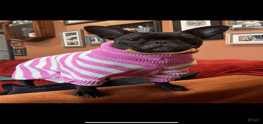 Gallery Image {{count}}