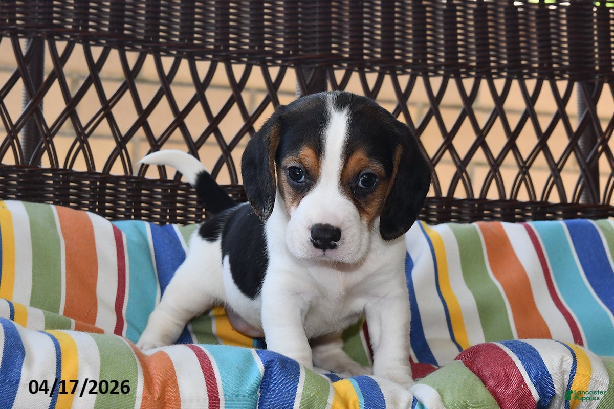 Beagle dogs Lily - Ad 1