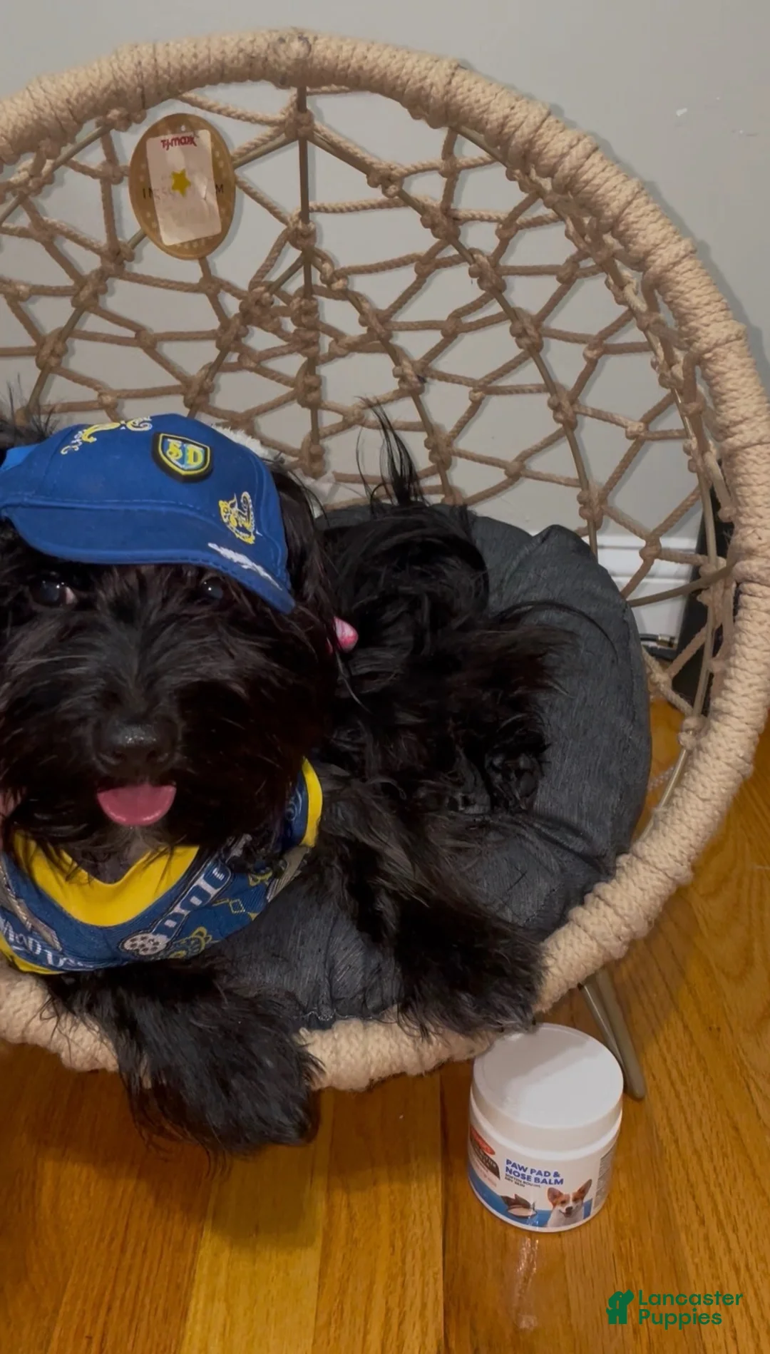 Morkie dogs for sale: Morkie 1 - Ad 1