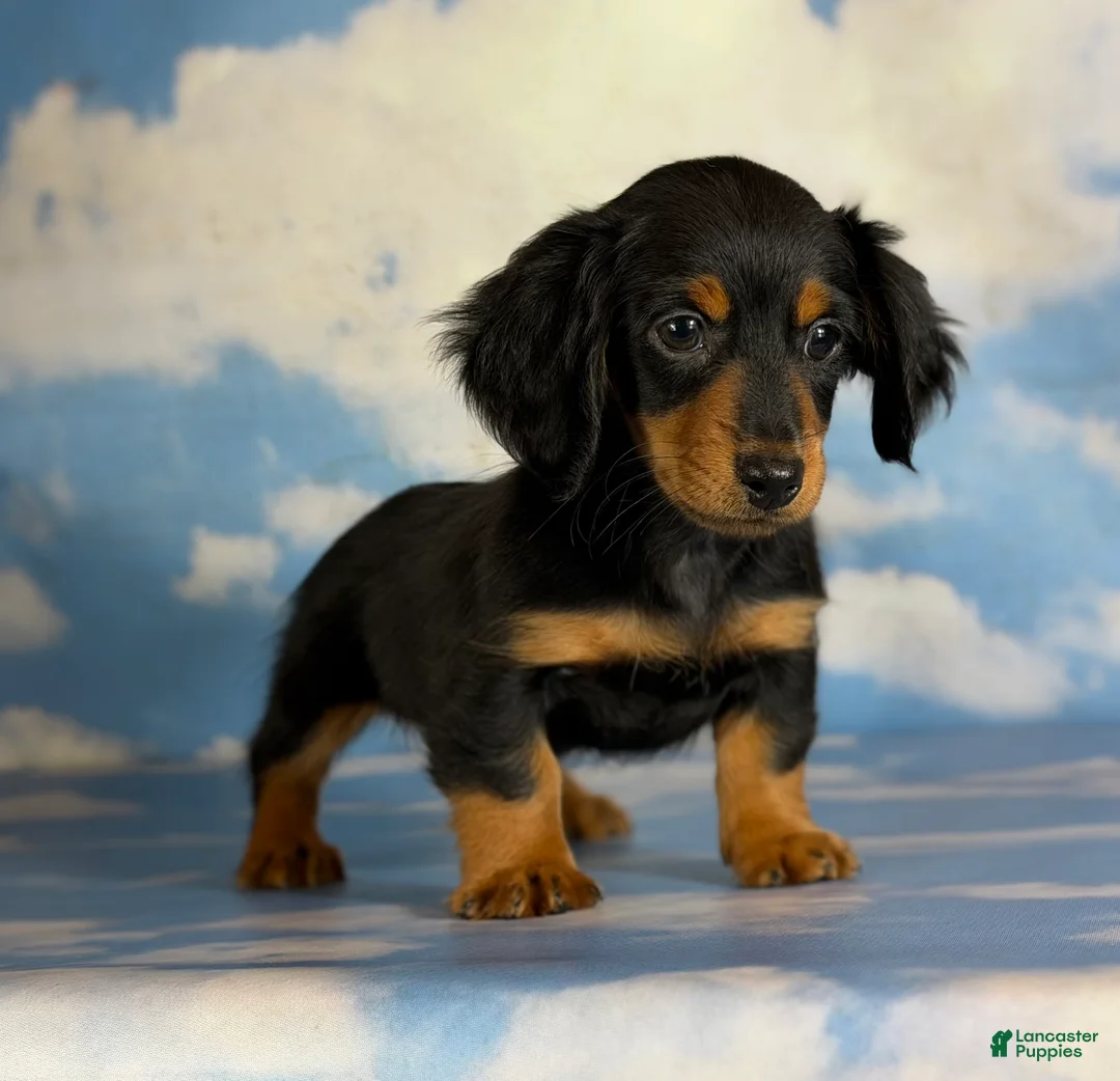 Miniature Dachshund dogs for sale: AKC Vince LH Parents DNA & CHIC choc carrier  - Ad 1
